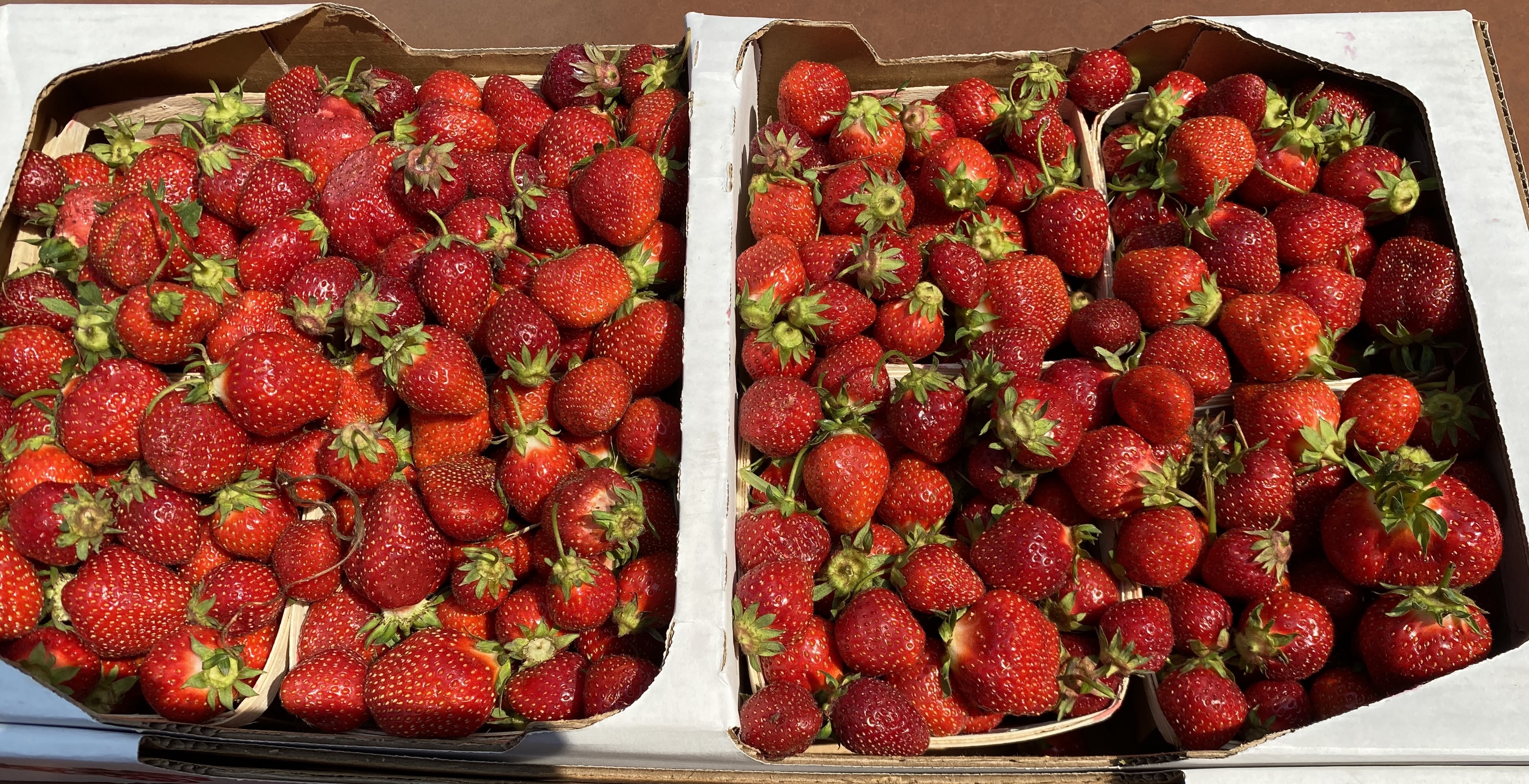 berry nice days – Bob Ike’s blog
